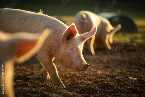 Pigs eating on a meadow in an organic meat farm