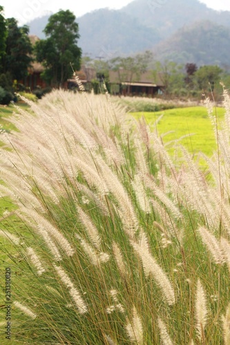 Grass flowers at beautiful in the nature