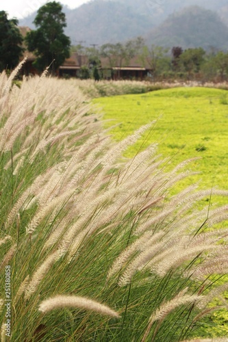 Grass flowers at beautiful in the nature