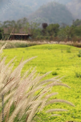 Grass flowers at beautiful in the nature