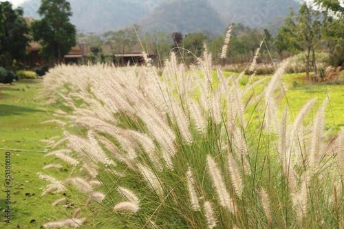 Grass flowers at beautiful in the nature