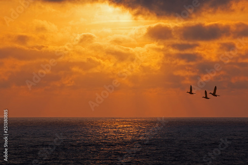 vol d'oiseaux sur la mer au coucher de soleil