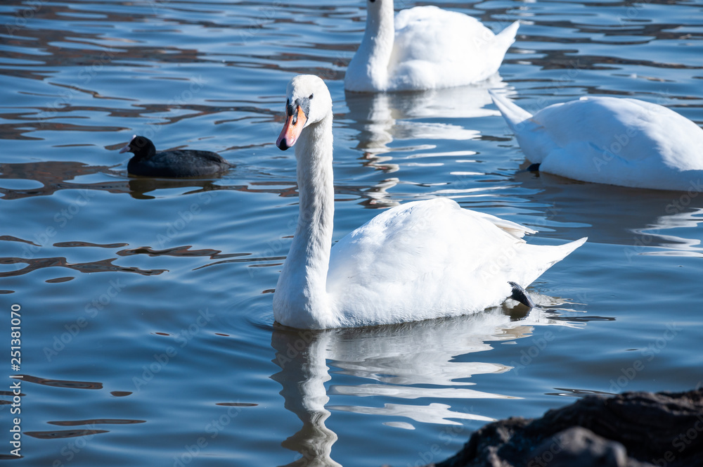 Naklejka premium Closeup of white swans on the river