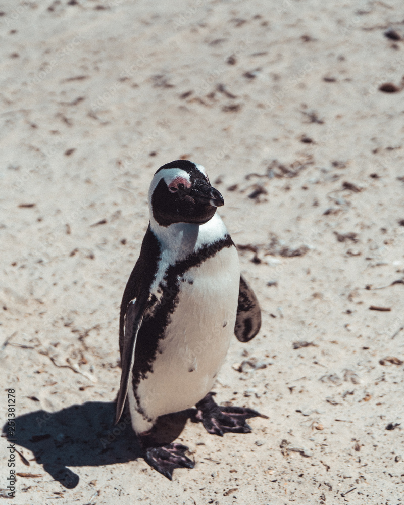 Fototapeta premium African Penguin in the Sand
