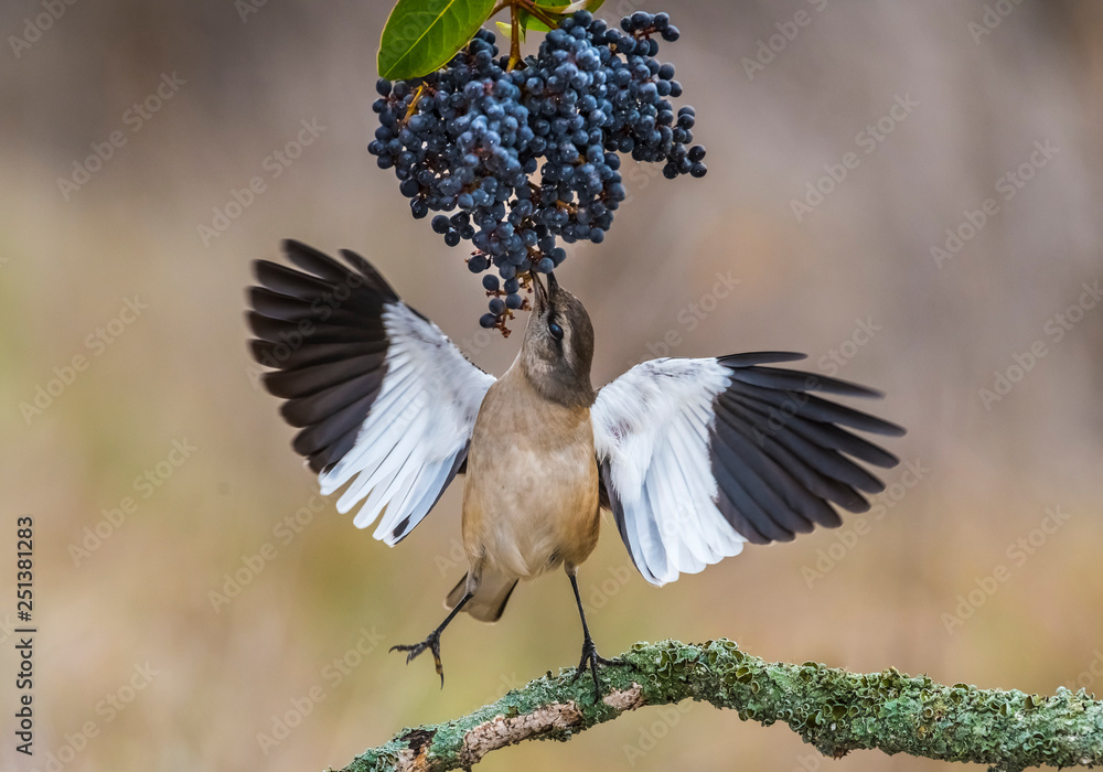 Fototapeta premium White banded Mockingbird, Patagonia, Argentina