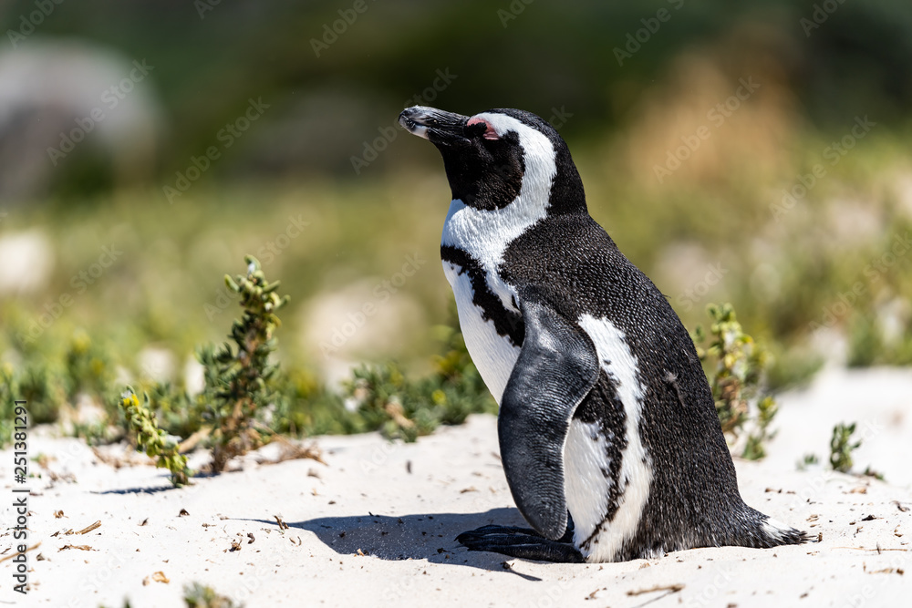 Obraz premium African Penguin in the Sand