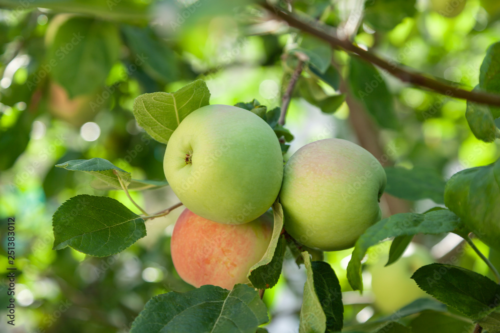 Green apples on a branch ready to be harvested, outdoors Green apples on a branch ready to be harvested, outdoors
