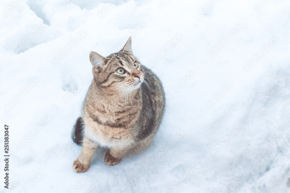Street cat on the snow