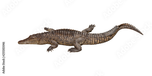 Wildlife crocodile isolated on white background 
