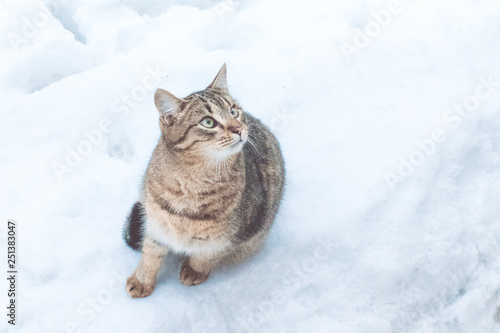 Street cat on the snow