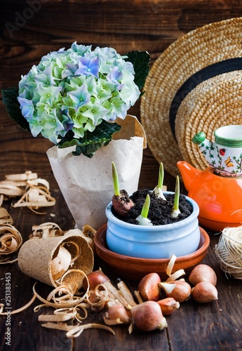 Tulip bulbs, potted sprouts, wicker hat, hyacinth and tools.