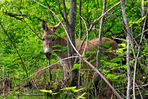 Hausesel (Equus asinus asinus) - Donkey photo