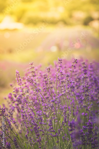 Can You Smell the Lavender 