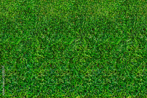 Lawn, green grass in summer. View from above. Close-up, natural background