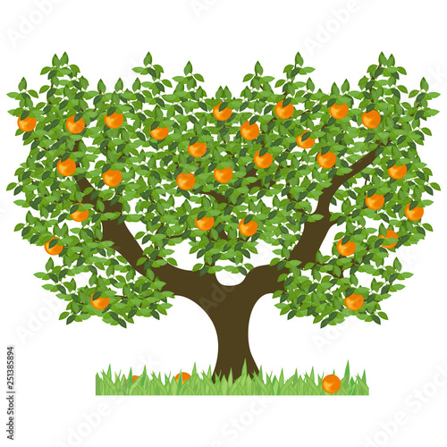 Orange tree with green leaves. Green tree with sweet ripe oranges. The isolated orange tree with mature fruits on a white background.
