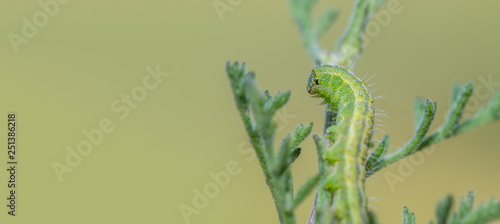 Caterpillar on a twig photo