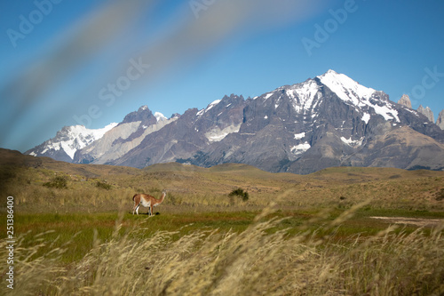 guanaco in the Mountain