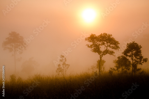 Morning light, sunrise and mist