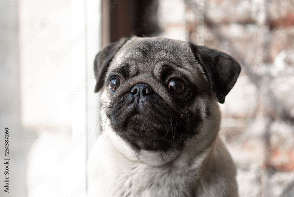 Portrait of a cute dog breed pug that sits on the window and sad.