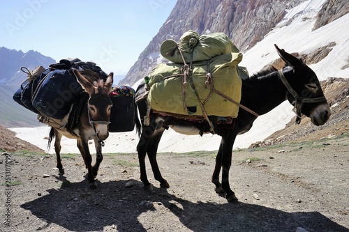 Canvas Print Two brown donkeys carrying heavy bags walking in the mountains