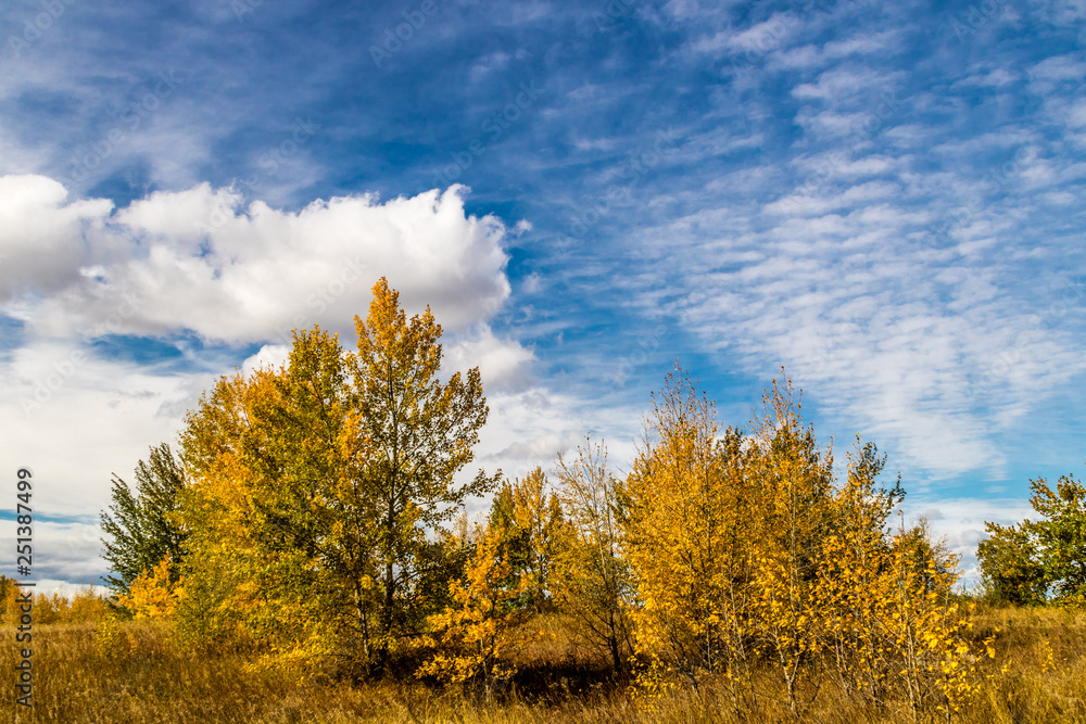 Fall colours, fluffy white clouds and blue skies, Calgary, Alberta, Canada