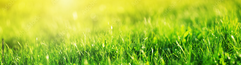 Fresh green grass background - obrazy, fototapety, plakaty 
