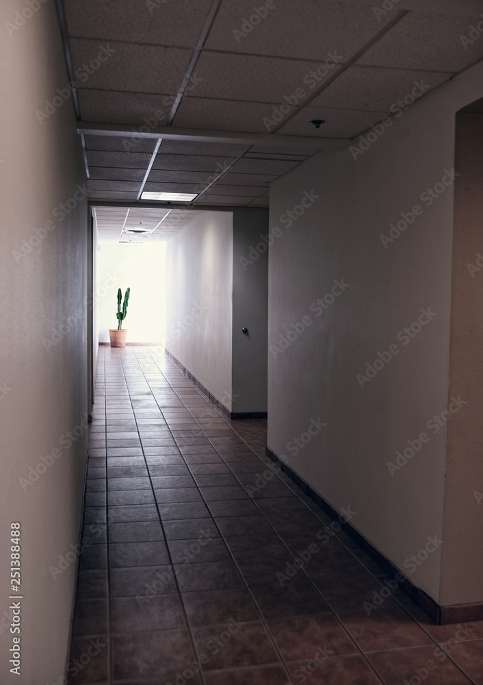 Empty hallway, with potted cactus at the end. 