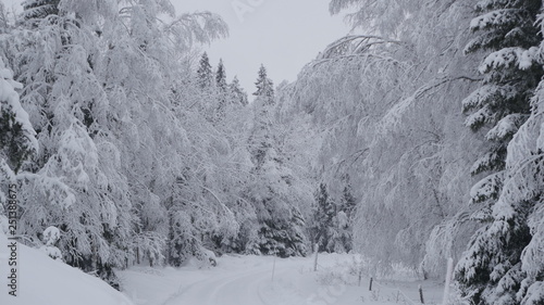 Winter in the Swedish forests