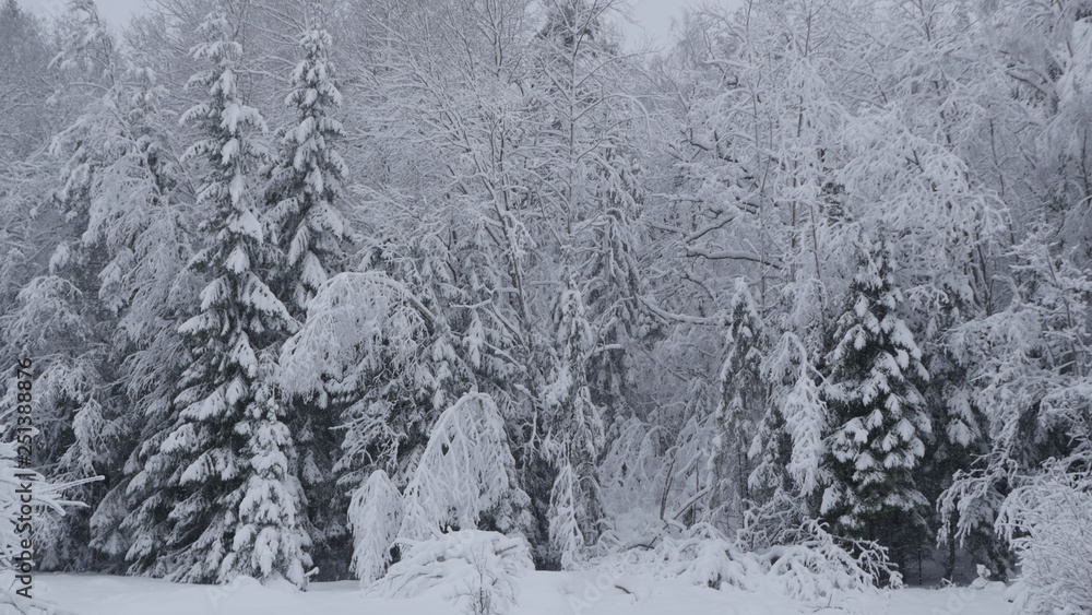 Fototapeta premium Winter in the Swedish forests