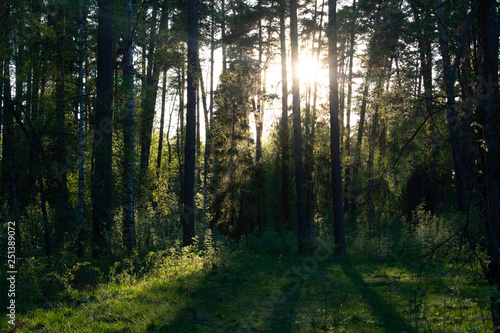 Лес Природа Лето Трава © Ольга Лагодина