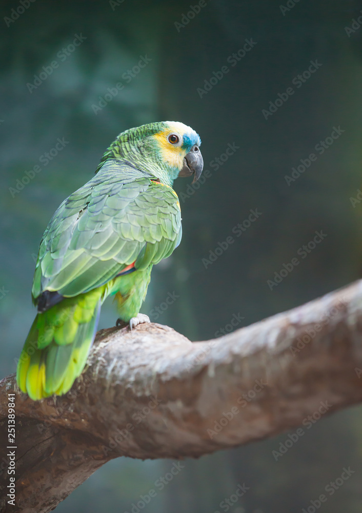 big green parrot on a thick branch