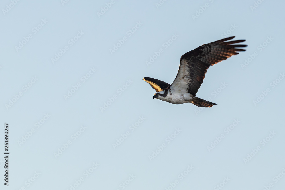 Obraz premium Osprey in Flight