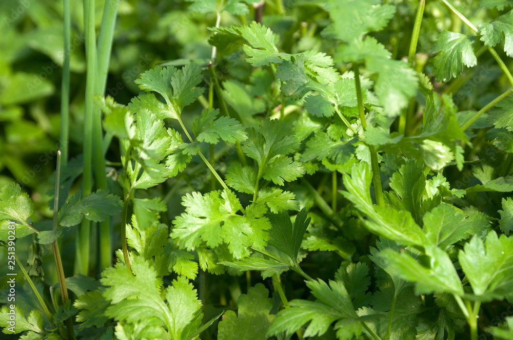 Parsley and coriander Parsley and coriander