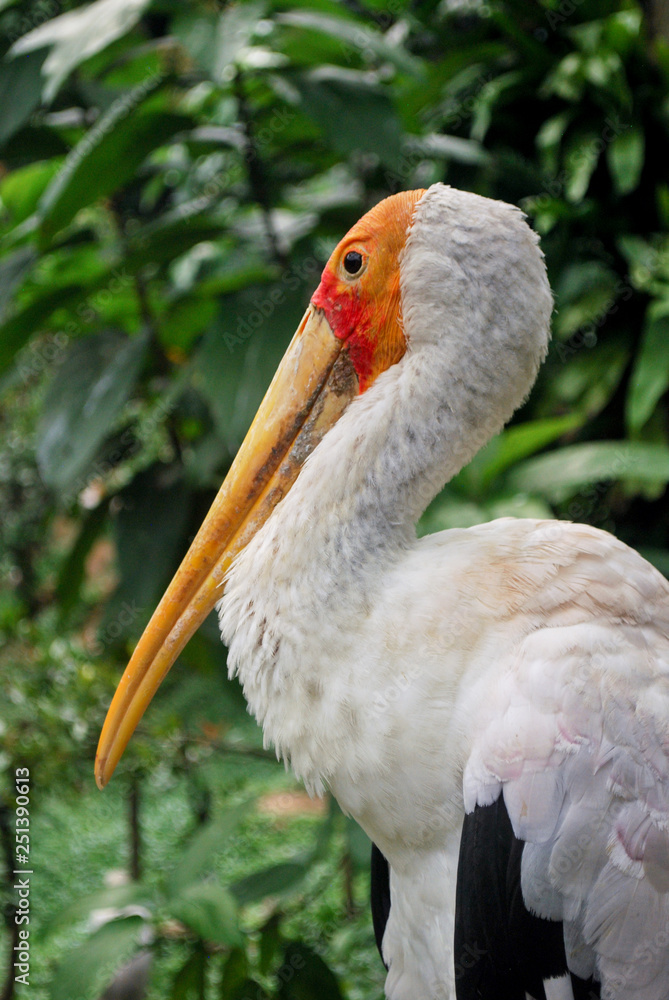 Fototapeta premium Stork