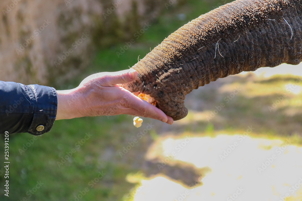 hand feeding popcorn to elephant