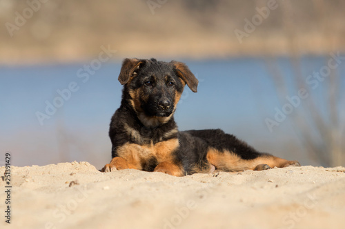 shepherd puppy on a walk on the beach