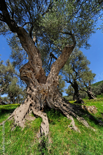alter Olivenbaum (Olea europaea) - olive tree / Montenegro photo