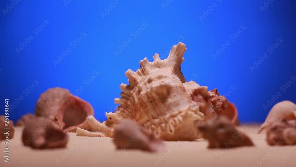rotating seashells on the sand rotating seashells on the sand