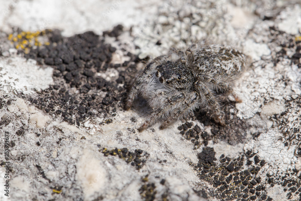 Jumping spider Philaeus chrysops in Czech Republic Jumping spider Philaeus chrysops in Czech Republic