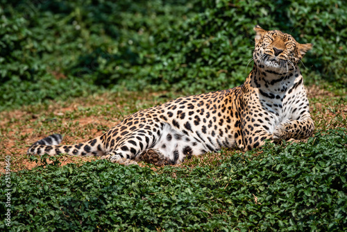 a beautiful portrait leopard