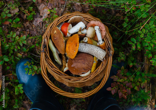 Rubber boots and wicker basket closeup. Hike for mushrooms in the forest. Autumn concept