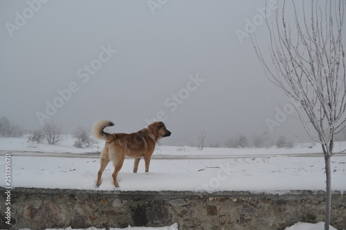 dog in snow