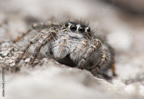 Wallpaper Mural Jumping spider Philaeus chrysops in Czech Republic Torontodigital.ca