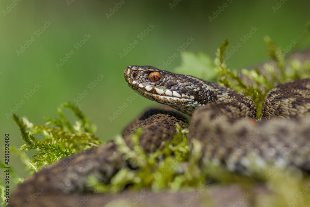 European viper Vipera berus in Czech Repblic European viper Vipera berus in Czech Repblic
