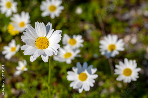 Close up white daisy spring season photo