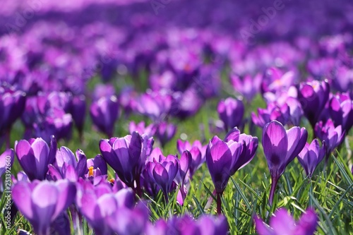 Purple crocus flowers in the sunshine in spring
