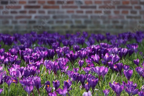 Purple crocus flowers in the sunshine with a brick stone wall