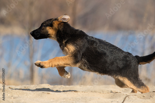 active puppy shepherd on a walk © Happy monkey