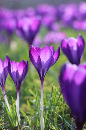 Close up purple crocus flower in sunshine