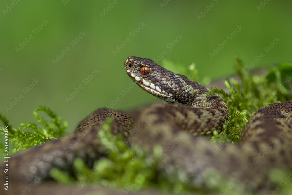 European viper Vipera berus in Czech Repblic European viper Vipera berus in Czech Repblic